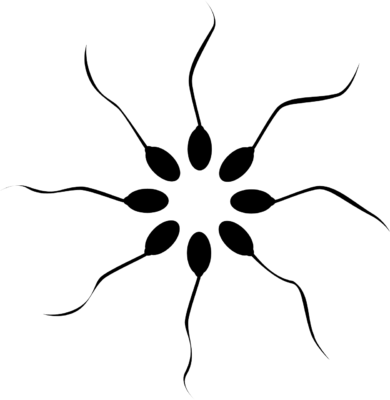 Spermien