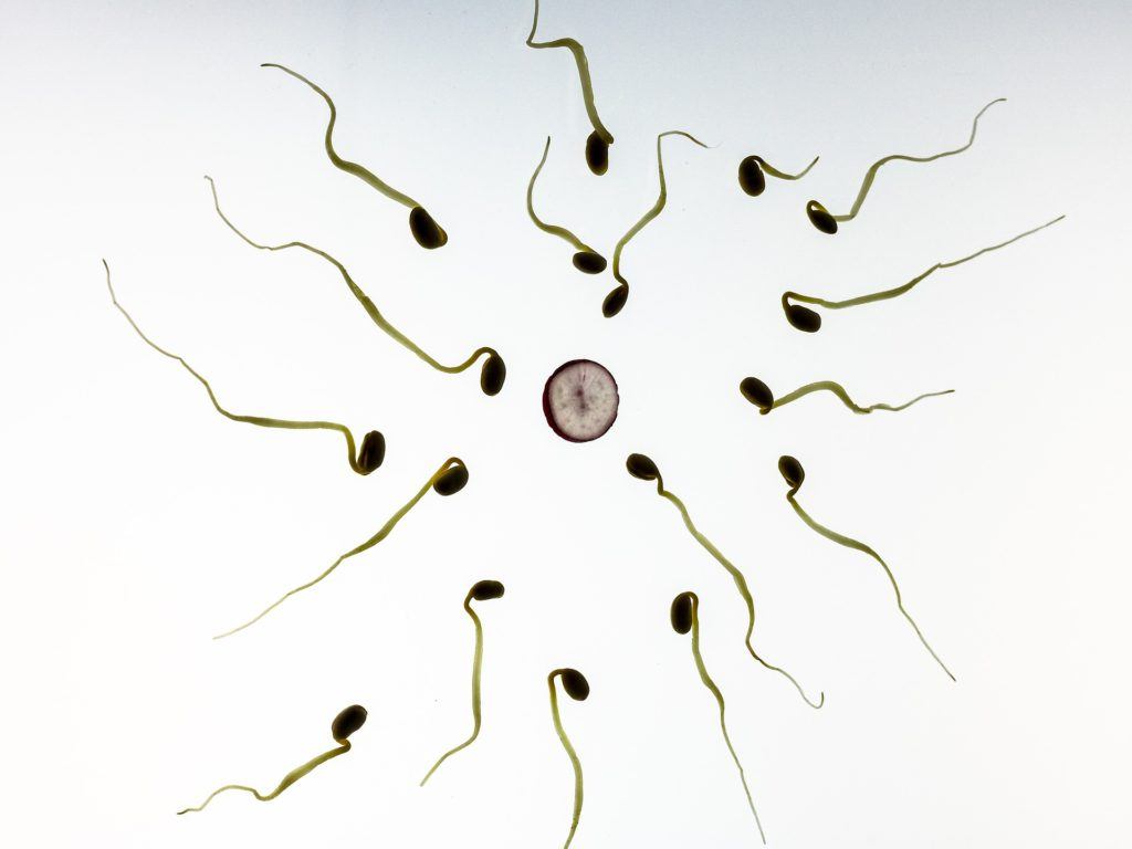 Sperma Kuriositäten